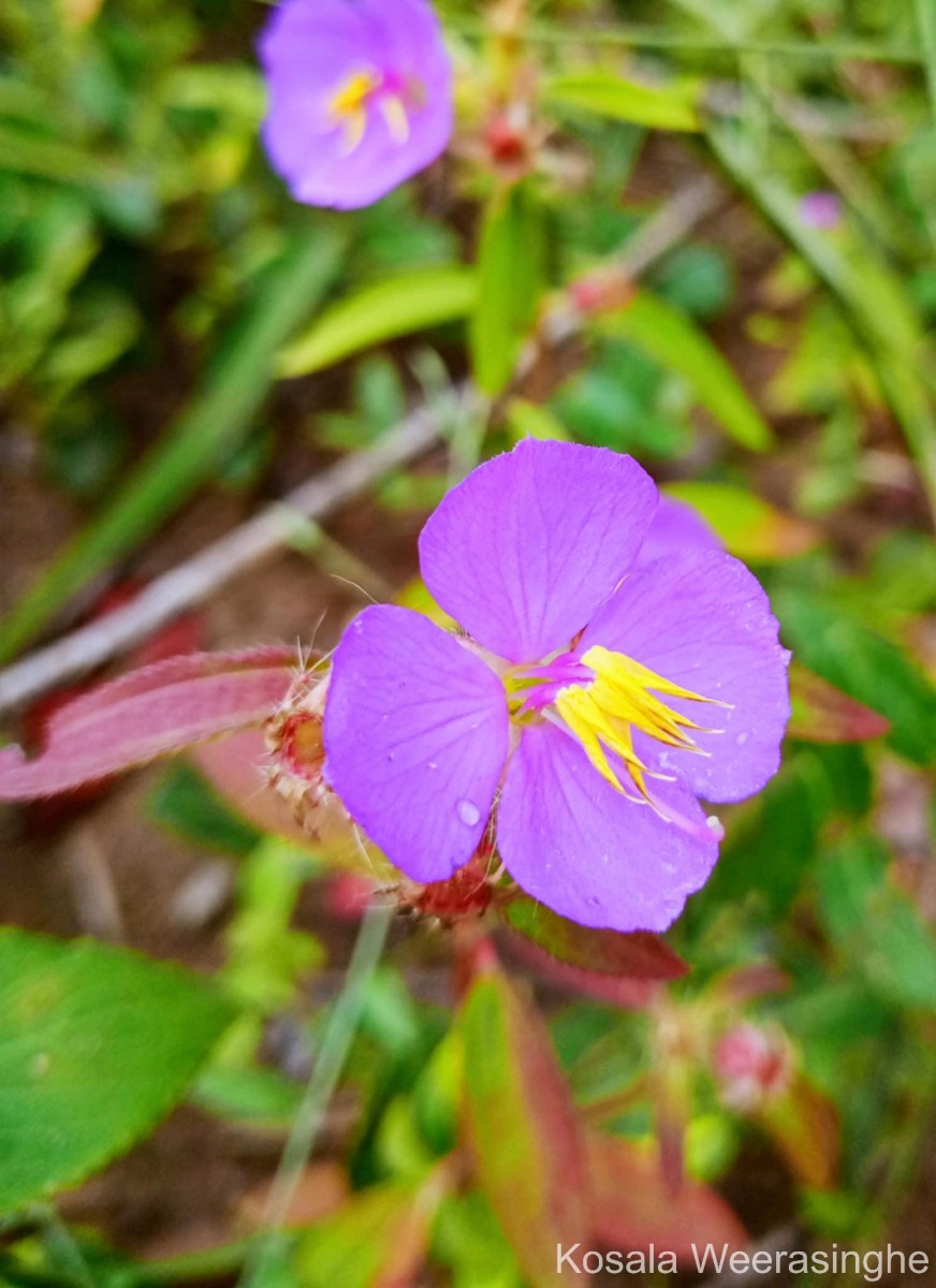 Osbeckia zeylanica L.f.